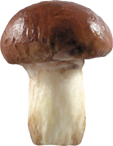 Mushroom PNG image-3195